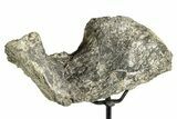Fossil Sauropod Vertebra Section with Metal Stand - Colorado #339939-1